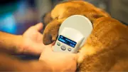 Drive-Thru Microchip Clinic Returns for Pets in Windsor-Essex
