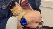 Edmonton Cat Festival Helps People Connect with Furry Friends