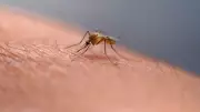 Edmonton mosquito population to stay low despite recent moisture: city