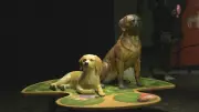 Edmonton Weekend Guide: Dogs, Reptiles, Tequila & More Beyond Hockey