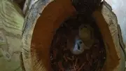 Endangered Northern Spotted Owl Chicks Spotted on B.C. Webcam
