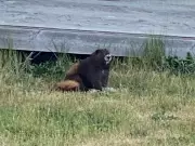 Endangered Vancouver Island Marmot Missing Near Campbell River, Reward Offered