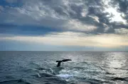 Endangered Whale Protections May Be Delayed to 2035 Under Trump-Backed Plan