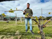 Essex County Winery Decries Interprovincial Trade Barriers Limiting Canadian Wine Sales