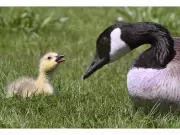 Essex Man Fined $1,000 for Harassing Canada Geese and Catching Gosling