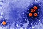 Experimental Hepatitis B Drug Shows Promise for 'Functional Cure'
