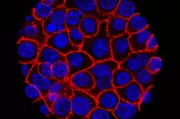 Experimental Pill Shows Promise for Deadly Pancreatic Cancer