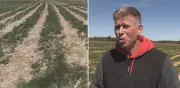 Farmers Stay Up All Night to Protect Crops from Cold Temperatures