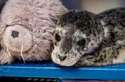 First Seal Pup Rescue of 2026 Season at Vancouver Aquarium