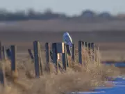Foothill County Landowners Celebrate Denial of Battery Storage Project Near Frank Lake