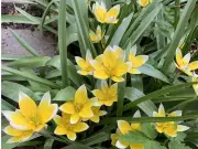 Gardening in Calgary: Get Your Spring Garden Ready Now