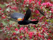 Gatineau Woman Fined $400 for Backyard Bird Feeder Sparks Debate