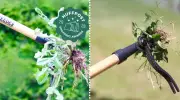 Grampa's Weeder on Rare Sale: Genius Stand-Up Weed Puller Saves Your Back