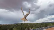 Great Horned Owl Stuck in Concrete Mixer Rescued, Treated, Released