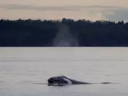 Grey Whale Sightings in B.C.: A Reminder of Hope and Peril