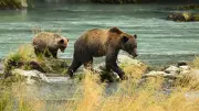 Grizzly Bear Cub Killed by Train in Banff National Park