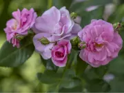 Growing Fragrant Roses in Containers: Best Varieties for Your Deck