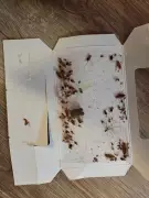 Halifax Renters Rally Over Cockroach, Mice Infestations and Disrepair