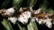 Halifax to Treat Hemlock Trees Infested by Invasive Insect Pest