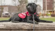 Halifax's Quinpool Road Hosts Walk for Service Dogs This Sunday