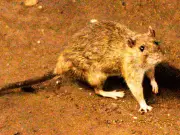 Hantavirus Outbreak on Cruise Ship: What Happened and How It Spread