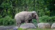 Happy the Bronx Zoo Elephant Euthanized at 55 After Landmark Rights Case