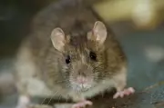 Health Experts Warn of Hantavirus Risks from Rodent Droppings This Cottage Season