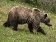 Hiker Narrowly Escapes Grizzly Bluff Charge Near Troll Falls in Kananaskis