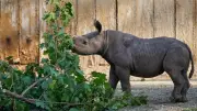 Hoax Threats Force Evacuations at Multiple U.S. Zoos Amid Swatting Wave