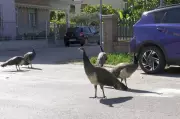 Horde of Amorous Peacocks Causes Chaos in Italian Seaside Town