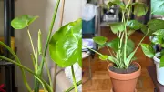 How a Viral Fertilizer Revived My Pandemic Plant Collection