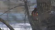 Human Remains Found on Montreal's Rivière des Prairies Shoreline
