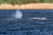 Humpback whale rescued in Germany found dead in Denmark