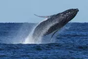 Humpback Whales Smash Migration Record with Epic 13,000km Journey