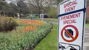 Hundreds of Parking Tickets Issued at Ottawa Tulip Festival