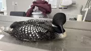 Injured Loon Rescued by Volunteers in Road Trip from Fort McMurray to Edmonton