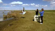 Injured Pelican Released After 7 Months in Calgary Wildlife Rehab