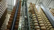 Inside Italy's secret 'Cheese Bank': Parmigiano Reggiano as financial gold