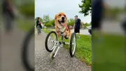 Inspirational Disabled Dog Celebrates 5th Birthday at Charlotte's Freedom Farm