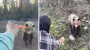 Investigation Launched into Videos of Men Hand-Feeding Grizzly Bear in B.C.