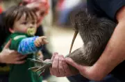 Kiwi birds return to New Zealand capital after century-long absence