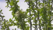 Late Flowering Blamed for Delayed Allergy Season in Edmonton