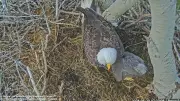 Live Eagle Nest Camera in Cape Breton Inspires Positive Community Response