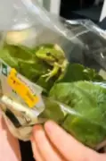 Live Frog Found in Grocery Store Salad Bag in Australia