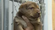 Major Donation Helps Winnipeg Animal Rescue Build New Larger Facility