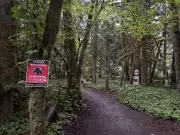 Man Injured in Black Bear Attack Near Squamish, B.C.