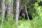Man Killed in Saskatchewan Bear Attack Identified as Uranium Site Contractor