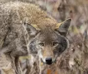 Markham Teen Bitten by Coyote: City Investigates Incident Near Mingay and Bur Oak Aves
