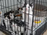 Mississauga Man Charged with 130+ Counts in Kitten Cruelty Case