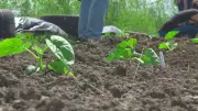 Montreal Melon Grows Again as Hippodrome Site Development Continues